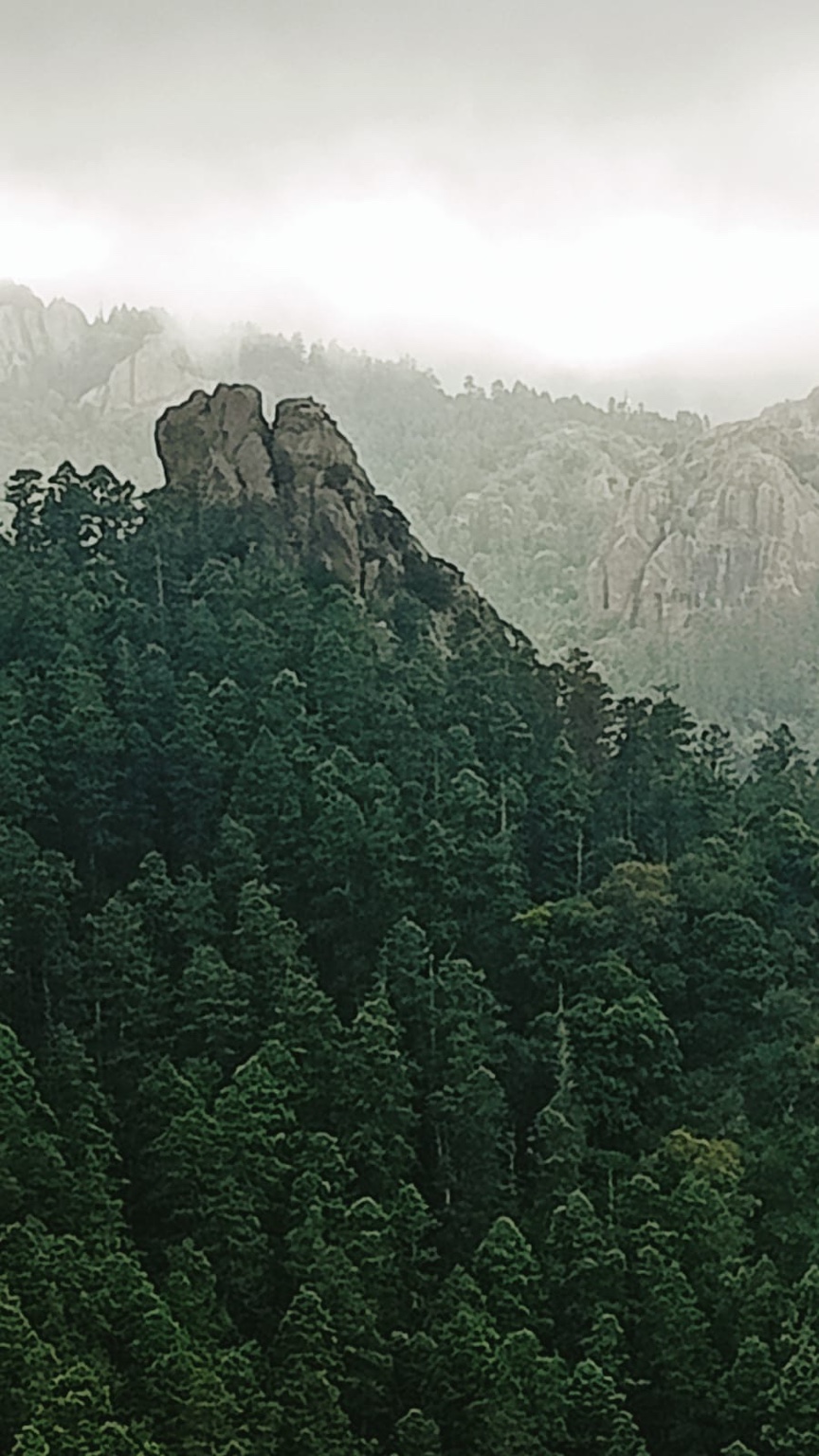 Bosque y montañas